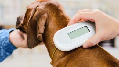 Animal Source Supports New Microchipping Guidelines
