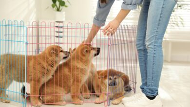 Is a Puppy Pen Useful Only in the Beginning?